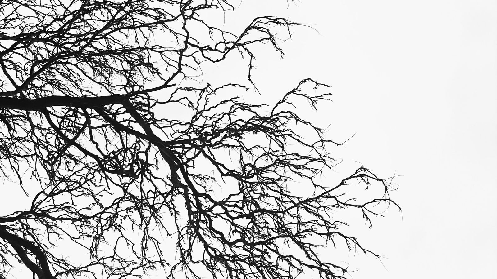 Bare tree branches spreading out against a pale sky.