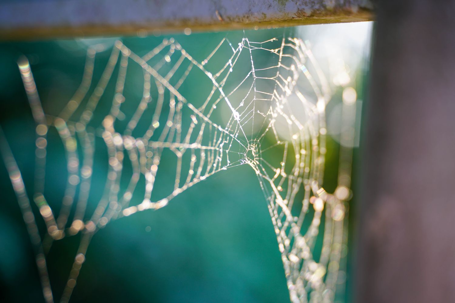 A dew-covered spiderweb backlit by morning sunlight.